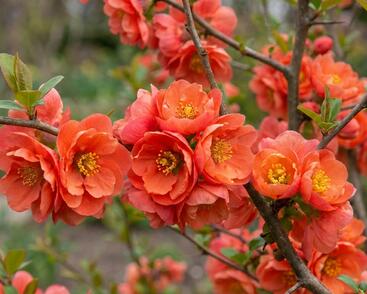 Kdoulovec lahvicovitý 'Mango Storm'