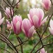 Šácholan liliokvětý 'Heaven Scent' - Magnolia liliiflora 'Heaven Scent'