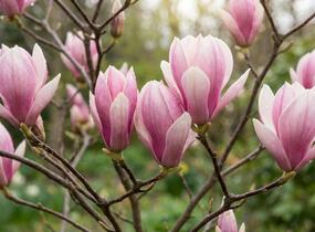 Šácholan liliokvětý 'Heaven Scent' - Magnolia liliiflora 'Heaven Scent'