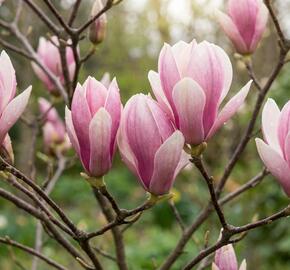 Šácholan liliokvětý 'Heaven Scent'