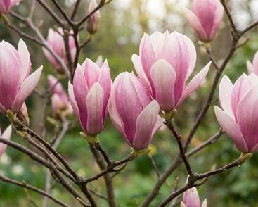 Šácholan liliokvětý 'Heaven Scent'