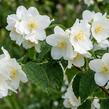 Pustoryl věncový - Philadelphus coronarius