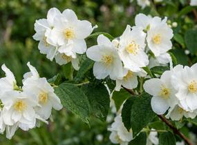 Pustoryl věncový - Philadelphus coronarius