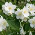 Philadelphus coronarius.jpg.jpeg