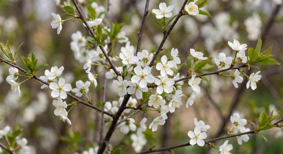 Višeň křovitá 'Umbraculifera' - Prunus fruticosa 'Umbraculifera'