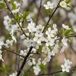 Višeň křovitá 'Umbraculifera' - Prunus fruticosa 'Umbraculifera'