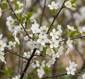 Višeň křovitá 'Umbraculifera' - Prunus fruticosa 'Umbraculifera'