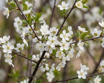 Višeň křovitá 'Umbraculifera'