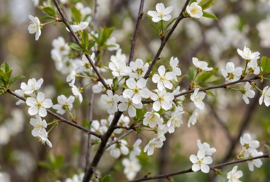 Višeň křovitá 'Umbraculifera' - Prunus fruticosa 'Umbraculifera'