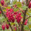 Meruzalka krvavá 'Pulborough Scarlet' - Ribes sanguineum 'Pulborough Scarlet'