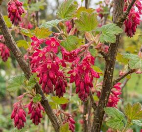 Meruzalka krvavá 'Pulborough Scarlet'