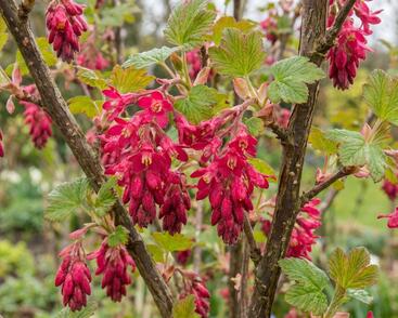 Meruzalka krvavá 'Pulborough Scarlet'