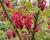 Meruzalka krvavá 'Pulborough Scarlet'