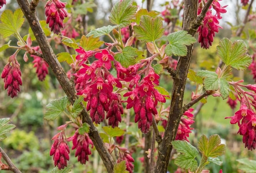 Meruzalka krvavá 'Pulborough Scarlet' - Ribes sanguineum 'Pulborough Scarlet'