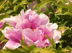 Pivoňka dřevitá 'Hanakisoi' - Paeonia suffruticosa 'Hanakisoi'