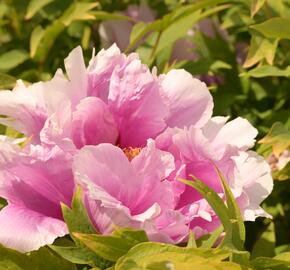 Pivoňka dřevitá 'Hanakisoi'