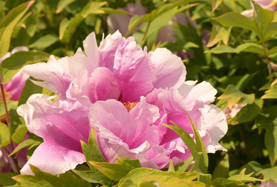 Pivoňka dřevitá 'Hanakisoi' - Paeonia suffruticosa 'Hanakisoi'