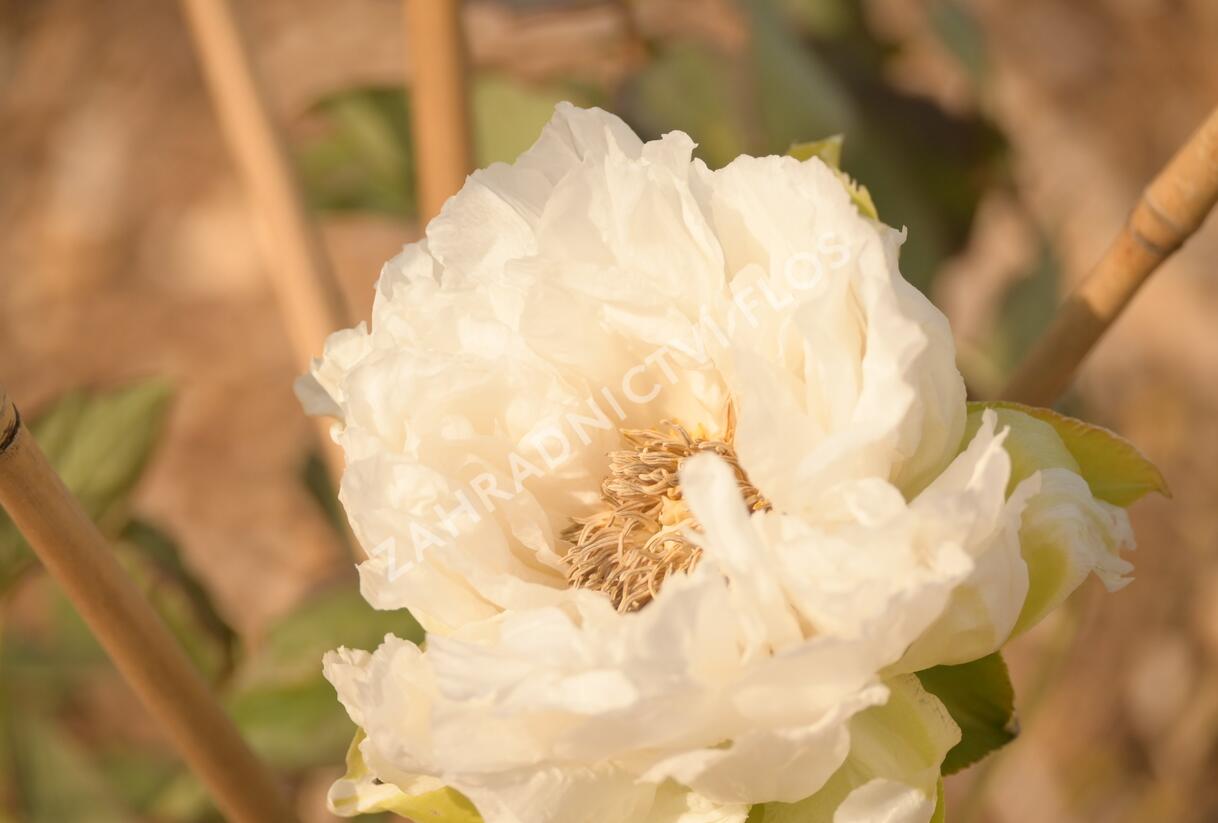 Pivoňka dřevitá 'Trojan Day' - Paeonia suffruticosa 'Trojan Day'