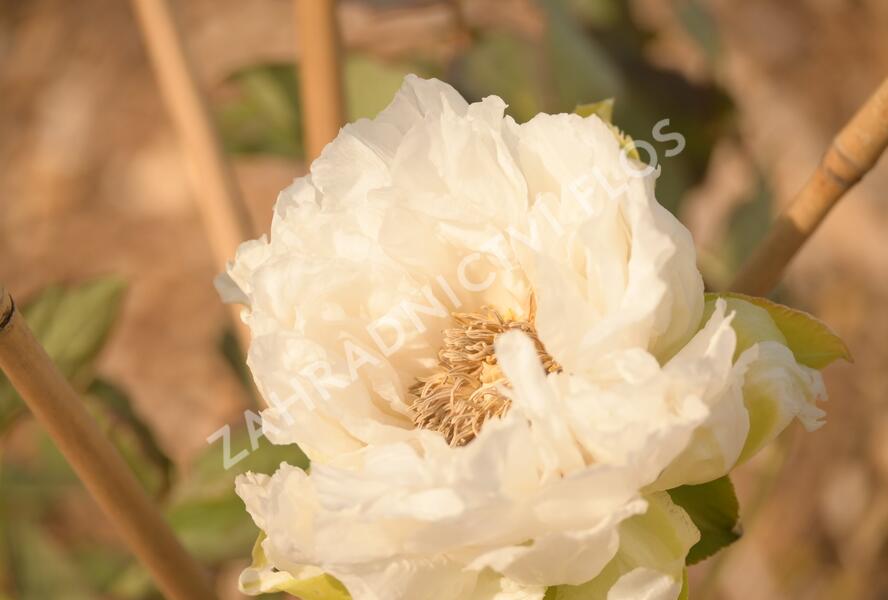 Pivoňka dřevitá 'Trojan Day' - Paeonia suffruticosa 'Trojan Day'