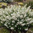 Vřesovec darlejský 'Kramer's White' - Erica darleyensis 'Kramer's White'