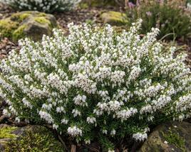 Vřesovec darlejský 'Kramer's White'