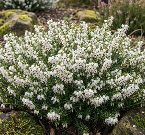Vřesovec darlejský 'Kramer's White'