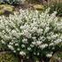 Erica darleyensis 'Kramer's White'.jpeg