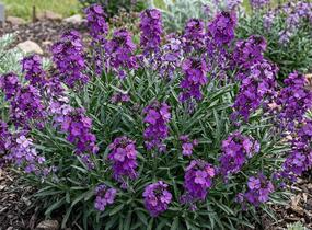 Trýzel 'Dark Lavender' - Erysimum hybridum 'Dark Lavender'