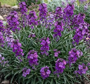 Trýzel 'Dark Lavender'