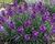 Trýzel 'Dark Lavender'