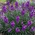 Erysimum hybridum 'Dark Lavender'.jpeg