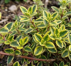 Mateřídouška 'Lemon'