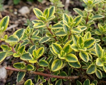 Mateřídouška 'Lemon'