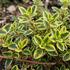 Thymus citriodorus 'Lemon'.jpeg
