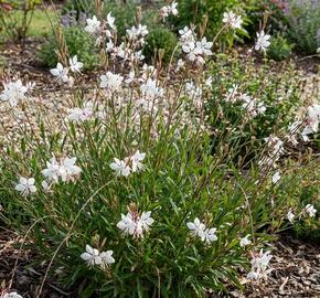 Svíčkovec 'Ciao Ciao Bianco'