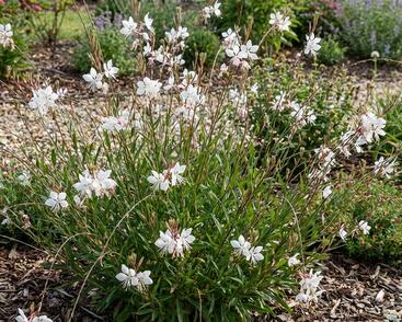 Svíčkovec 'Ciao Ciao Bianco'