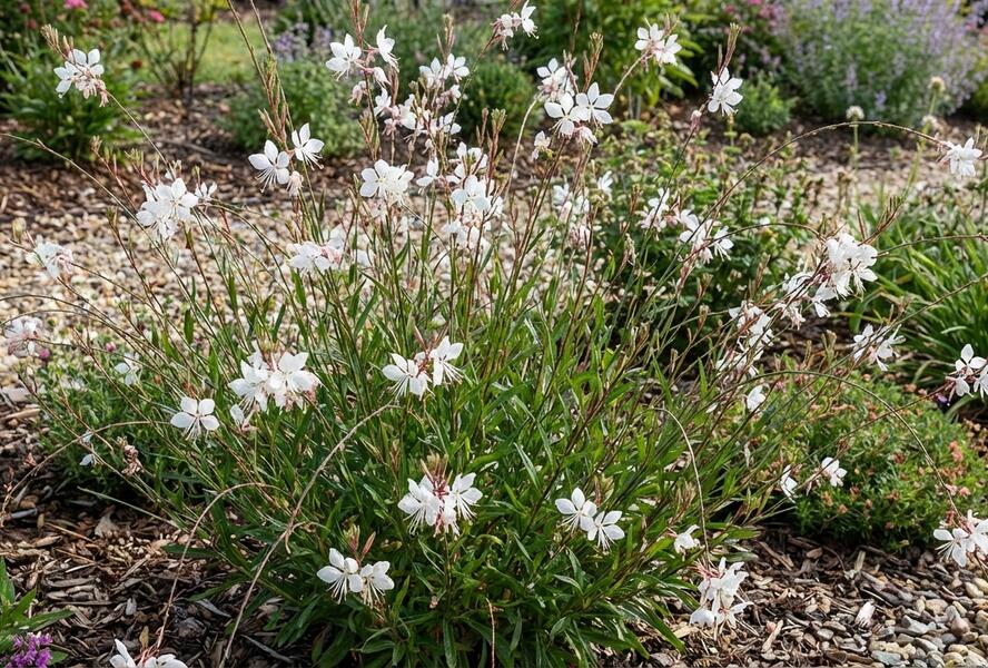 Svíčkovec 'Ciao Ciao Bianco' - Gaura lindheimeri 'Ciao Ciao Bianco'