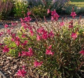 Svíčkovec 'Steffi Dark Rose'