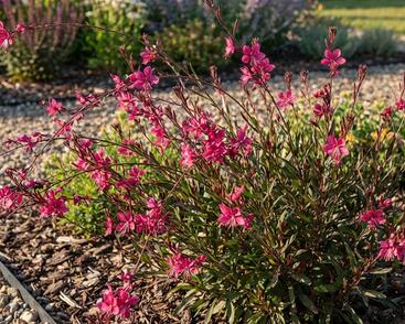 Svíčkovec 'Steffi Dark Rose'