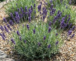 Levandule úzkolistá 'Lamorosia Blue'