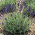 Lavandula angustifolia 'Lamorosia Blue'.jpeg