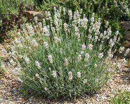 Levandule úzkolistá 'Lamorosia White'