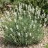 Lavandula angustifolia 'Lamorosia White'.jpeg