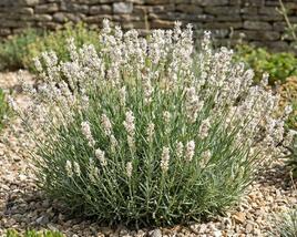 Levandule úzkolistá 'Not Normal Compact White Blush'
