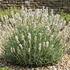 Lavandula angustifolia 'Not Normal Compact White Blush'.jpeg