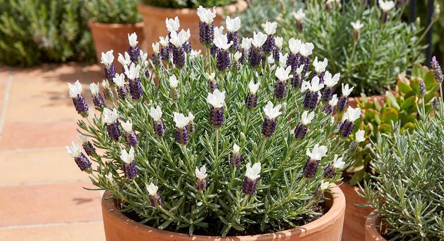 Levandule korunkatá 'Lamorosia Grande Blue&White' - Lavandula stoechas 'Lamorosia Grande Blue&White'