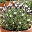 Levandule korunkatá 'Lamorosia Grande Blue&White' - Lavandula stoechas 'Lamorosia Grande Blue&White'