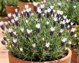 Levandule korunkatá 'Lamorosia Grande Blue&White'