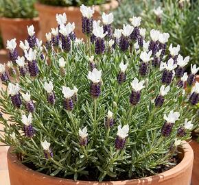 Levandule korunkatá 'Lamorosia Grande Blue&White'