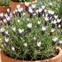 Lavandula stoechas 'Lamorosia Grande Blue&White'.jpeg